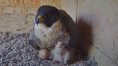 BABY RAPTOR: Orange water tower resident, Diamond the peregrine falcon with her six-day-old chick. Photo: Supplied
