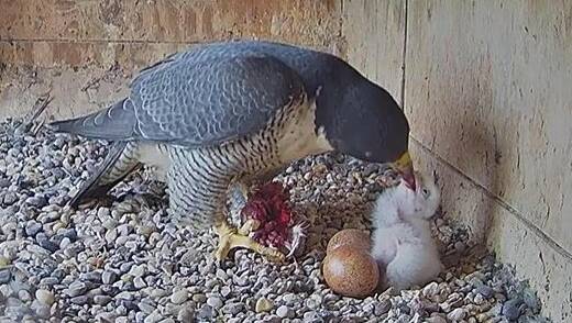 BABY BIRD: Diamond the peregrine falcon feeds her new-born chick who hatched in the water tower last week. PHOTO: SUPPLIED 