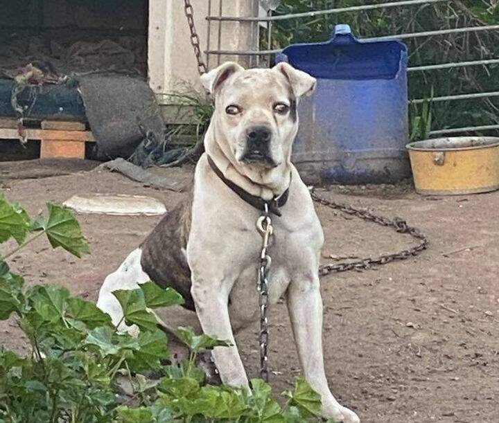 The sad photo of Hugo that was posted to social media in early October by Central West Animal Rescue showing the 10-year-old blind bulldog chained up in a yard. It was accompanied by a plea for someone to foster him.