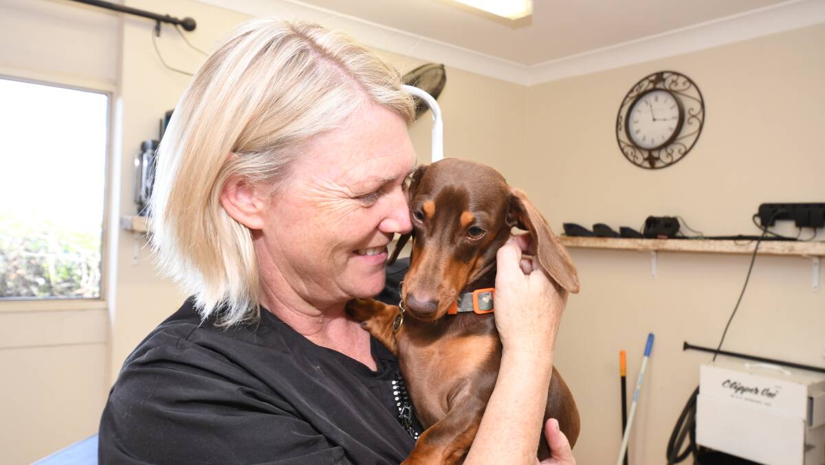 Orange dog groomer Kerrie Williams with Roy at her home salon where business has been "flat out" since the start of the pandemic. PHOTO: JUDE KEOGH 