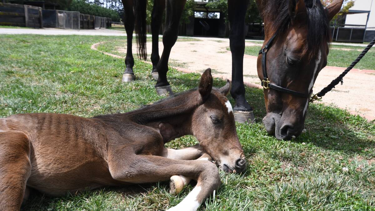 Madam the foster mare has already taught Athena the filly to eat grass - behaviour she wouldn't have learnt without a mum to guide her, vet nurses say. PHOTO: JUDE KEOGH