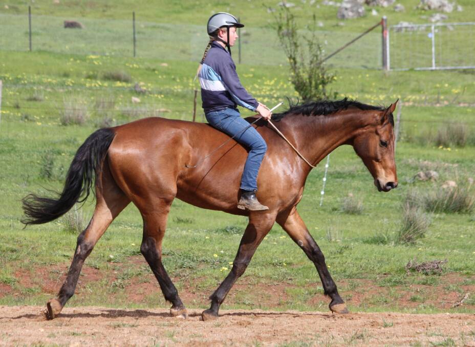 Tori Jeffress will demonstrate the training process Warmblood Rocco to do dressage-style movements without saddle or bridle.