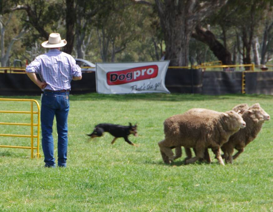 The Sheep Dog Trials are sure to be a popular event again at this year's field days.