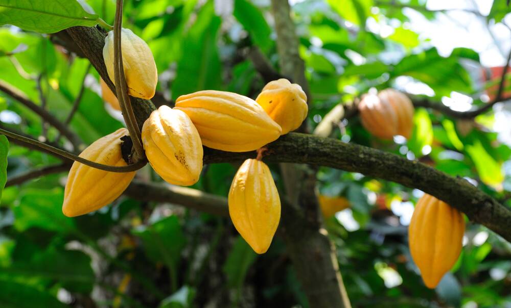 Economic driver: Cocoa growing in Ghana. The country is the world's second largest producer of this valuable crop.