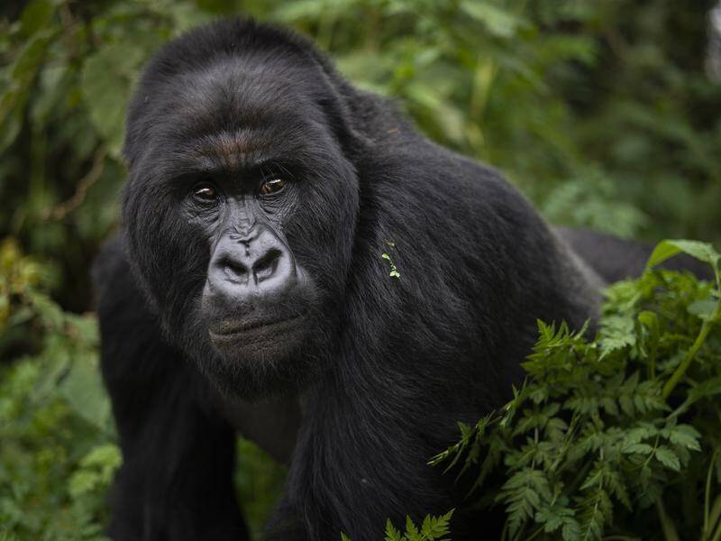 A study shows mountain gorillas are friendlier to groups they have known in the past.