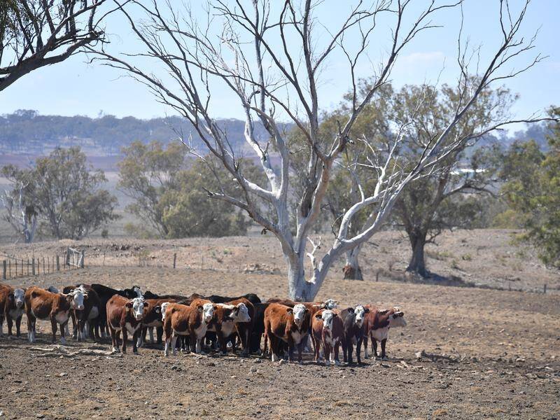 The NSW government has pledged another $310 million emergency relief for drought-affected farmers.