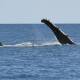 Am Australian study has found humpback whale numbers dropped by 20 per cent from 2012 to 2021. (Dan Peled/AAP PHOTOS)