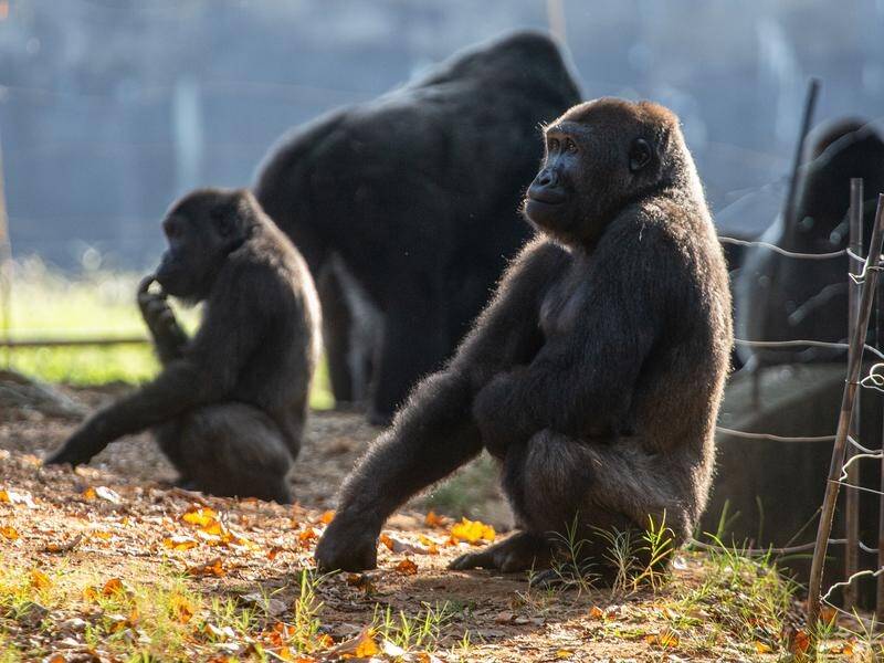 Most of the gorillas at Zoo Atlanta in Georgia have contracted COVID-19, officials have announced.