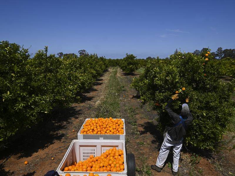 Former ADF personnel are will help NSW growers harvest a bumper crop amid labour shortages.
