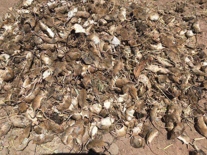 The NSW government has acquired 5000 litres of a poison to help farmers battle a mouse plague.