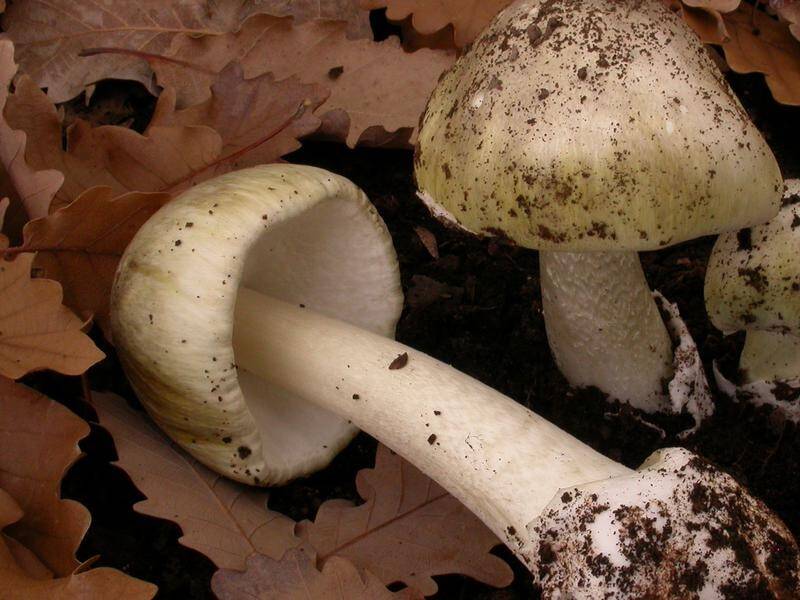 The Death Cap mushroom, if eaten, can lead to potentially fatal organ damage.