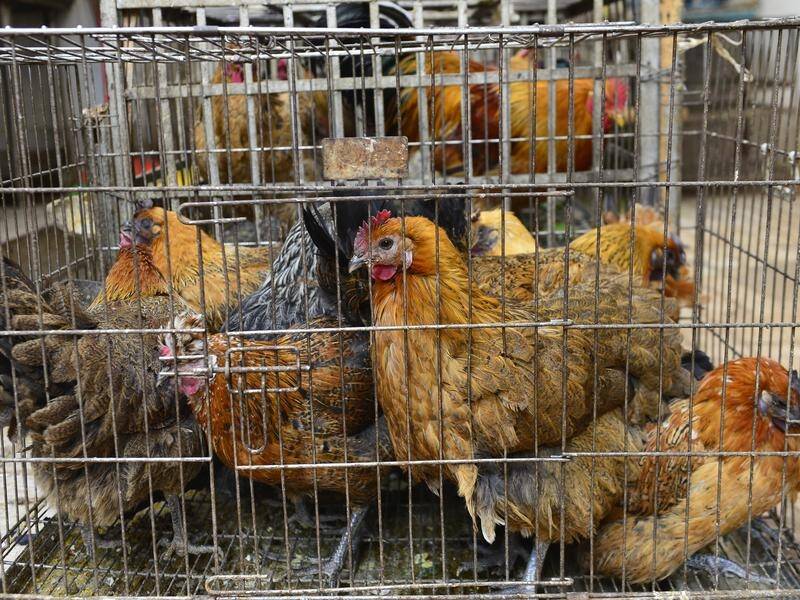 A Zhenjiang man is thought to be the first person in the world to be infected with H10N3 bird flu.