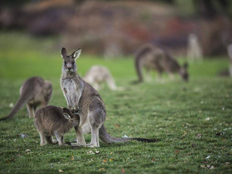 A driver has deliberately run down and killed about 20 kangaroos on the NSW south coast.