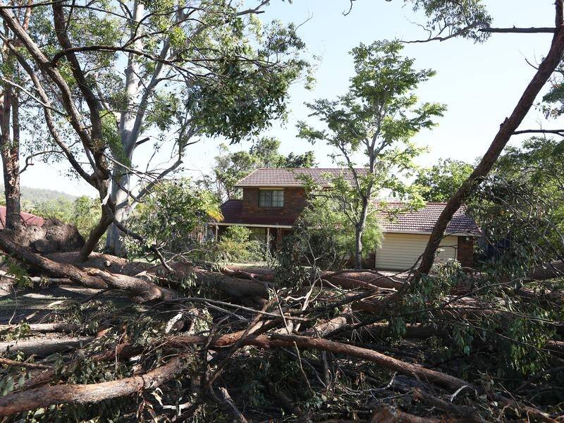 About 700 streets across 20 Gold Coast suburbs have to be cleared of storm debris. (JASON OBRIEN/AAP PHOTOS)