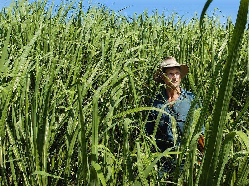 Canegrowers say the trade deal will give producers the best access to British markets since 1073.