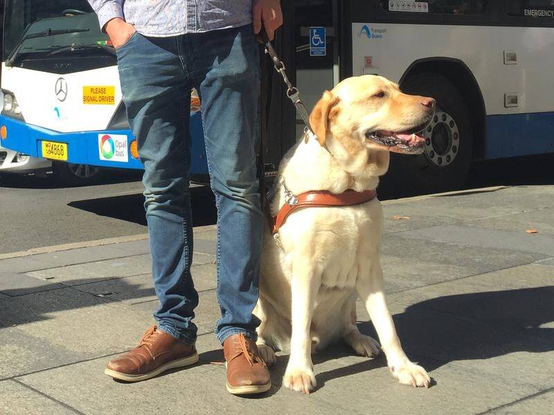Half of guide dog handlers surveyed said they were denied access to businesses and public services.