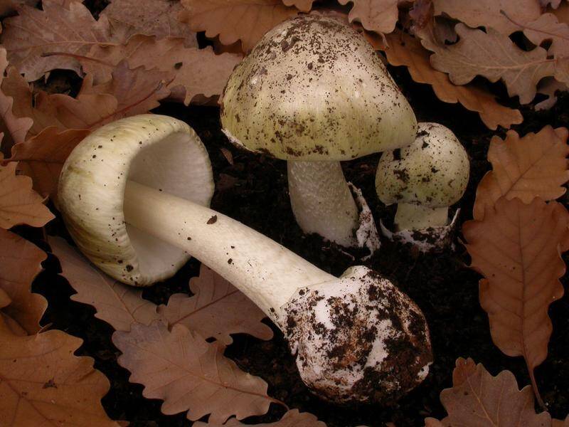 A young child has been hospitalised after eating a death cap mushroom in the ACT.
