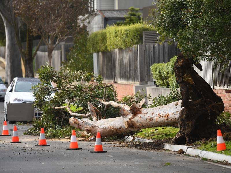 A preschooler has died after being struck by a tree on Hawthorn Rd in Melbourne's Blackburn South.
