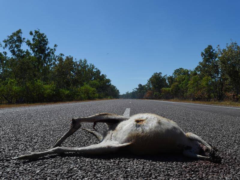 A new app that lets people record roadkill has been launched in Tasmania.