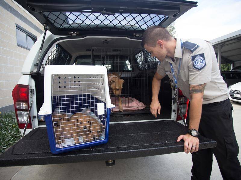 More than 50 dogs have been seized after four Queensland properties were raided by the RSPCA.