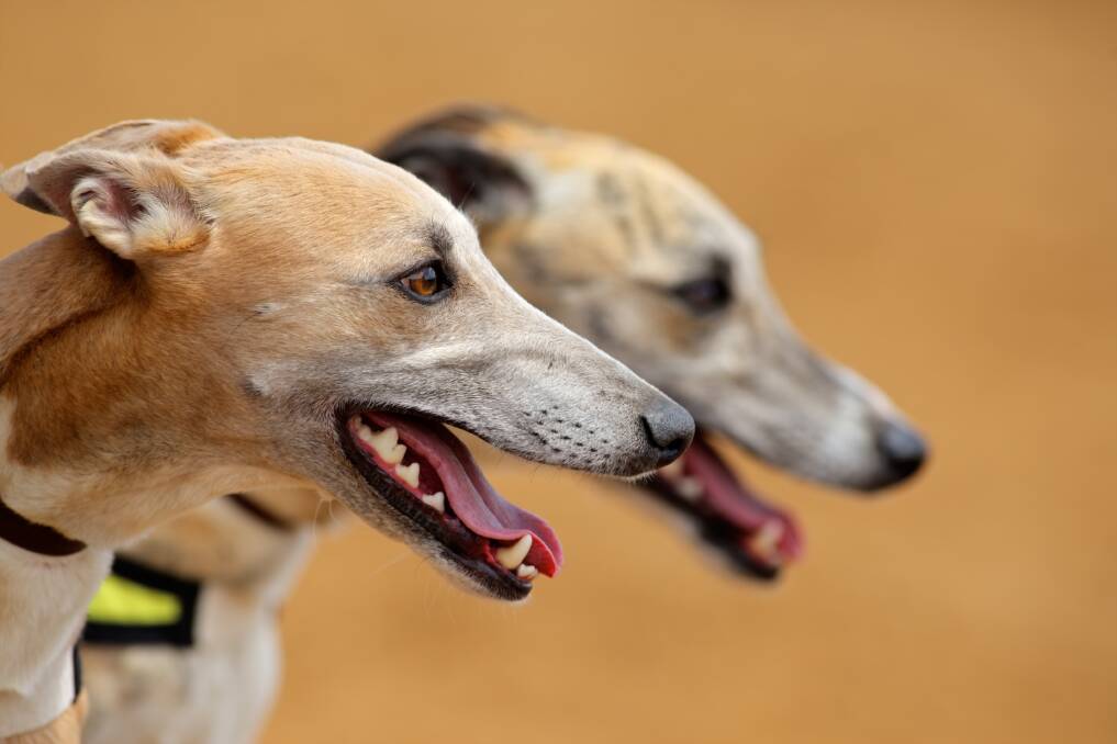 READY TO RACE: Four NSW greyhounds have been selected for the Group 1 invitational sprint event, The Topgun. Picture: SHUTTERSTOCK. 