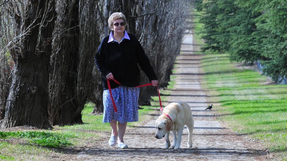 DOGS UNLEASHED: Nancy Cross walks her labrador, Hannah, on Wirrabarra Walk, which has been recommended to be removed as a dog off-leash area. Photo: JUDE KEOGH					           0926animals1