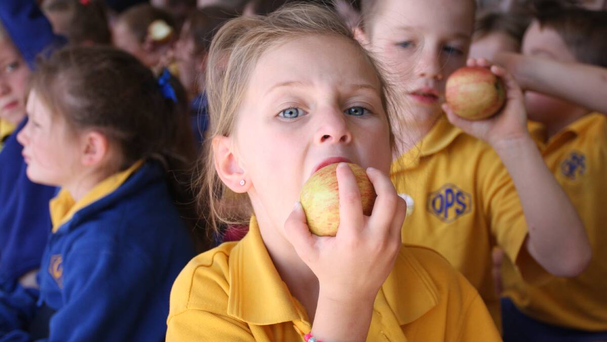 PICK OF THE CROP: Orange Public School year 1 student Evelyn and her classmates crunch into apples to begin the Orange Apple Festival on Friday. Photo: STEVE GOSCH    0506sgcrunch2