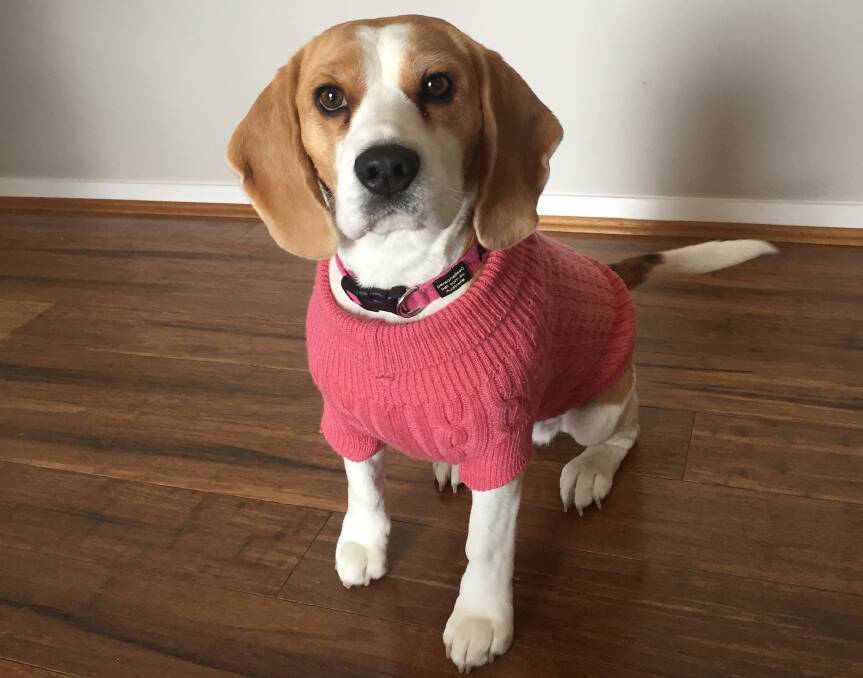 RUGGED UP: Audrey the beagle sporting a fashionable and warm jumper to protect her from Orange's chilly winter.