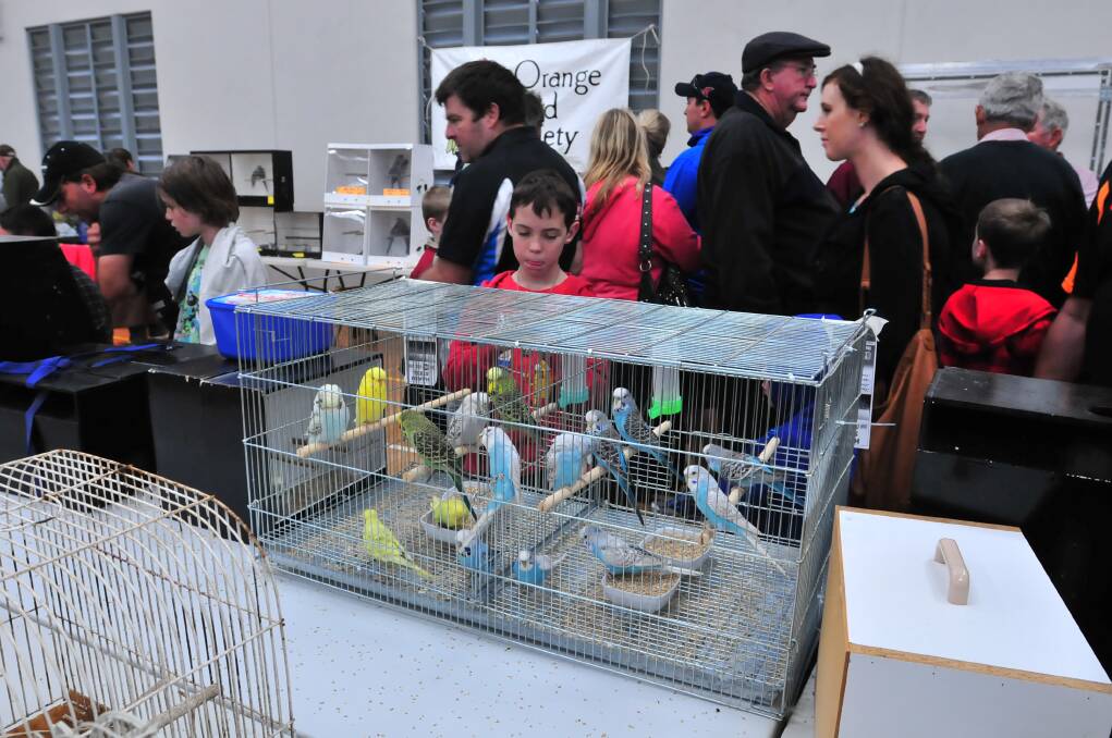 FASCINATED: People came from far and wide for Saturday's annual Orange Bird Society bird sale at the Orange PCYC. Photo: JUDE KEOGH