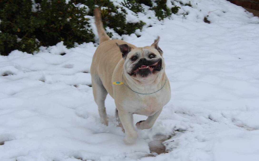Your photos of your furry friends loving our winter wonderland three years ago