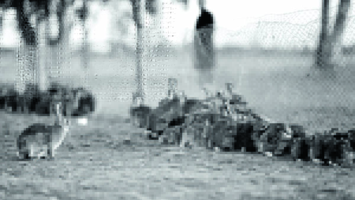Run, rabbit, run … cornered rabbits on a property near Warren, NSW, during a plague in 1949. Photo: FJ Halmarick