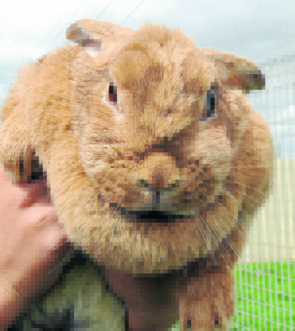 PICK ME: Cinnamon, the lop-eared rabbit, is waiting to be adopted at Orange RSPCA shelter.
Photo: JUDE KEOGH 0112petoweek
