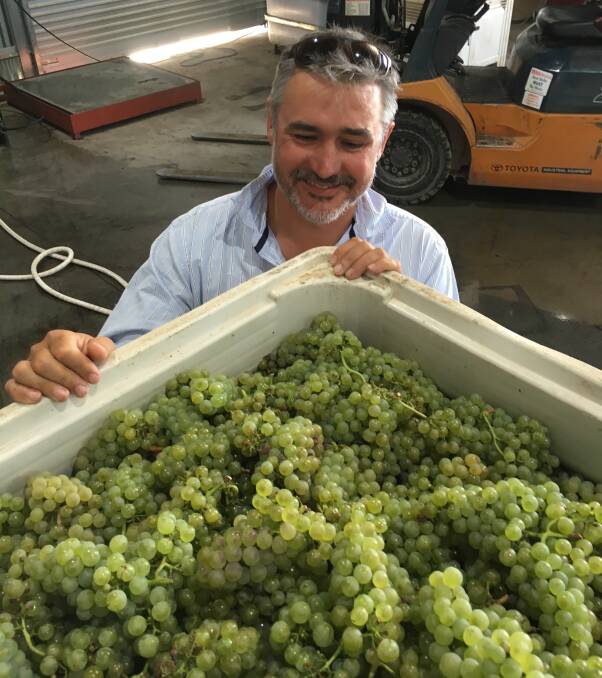 PICK OF THE BUNCH: Daniel Shaw with vintage 16 chardonnay grapes.