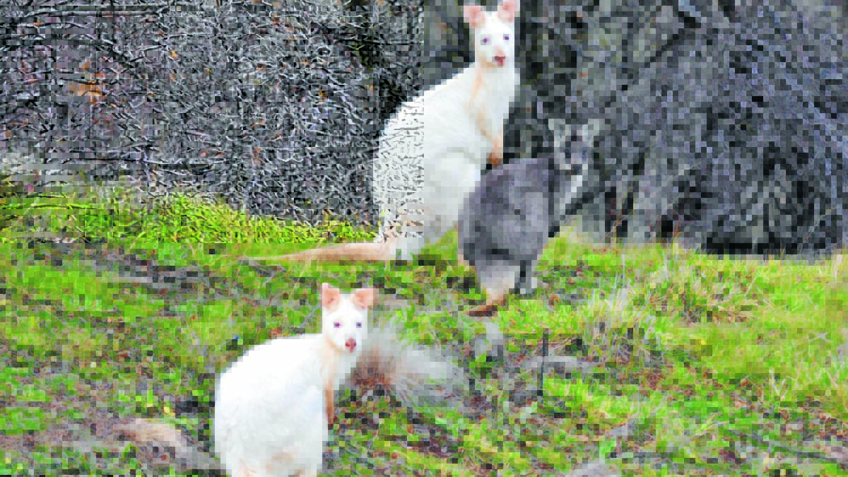 RARE BIRD: A family of rare albino wallaroos is living in the vacinity of Mount Panorama and resdidents want to see them protected.
Photo: Tim Bergen
