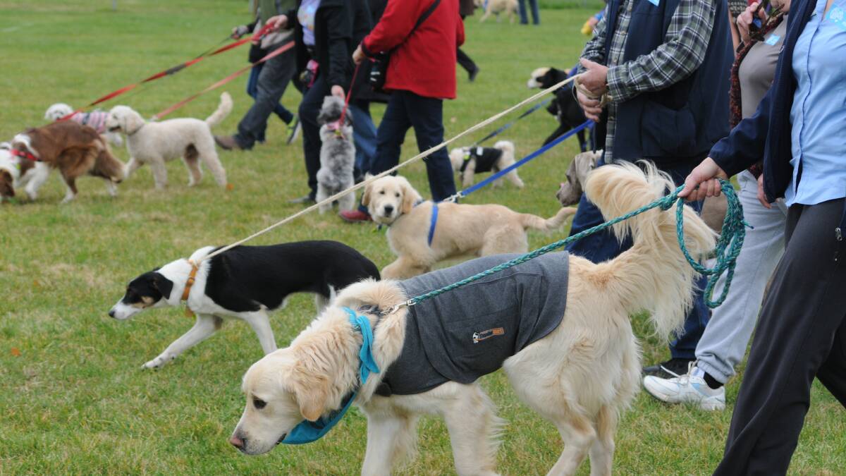 LOTS OF WAGS: Dogs of all shapes and sizes were on show at Endeavour Oval yesterday for the Million Paws Walk. Photo STEVE GOSCH.