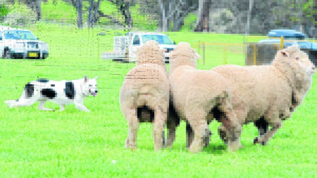 Clever dogs collar their quarry at Australian National Field Days
