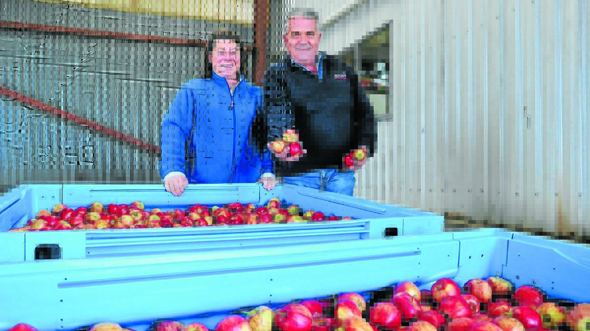 SHE’LL BE APPLES: Orchardists Sim and Guy Gaeta with some of the eight tonnes of apples to be donated to FoodCare. Photo: JUDE KEOGH                                                                                                   0613apples1