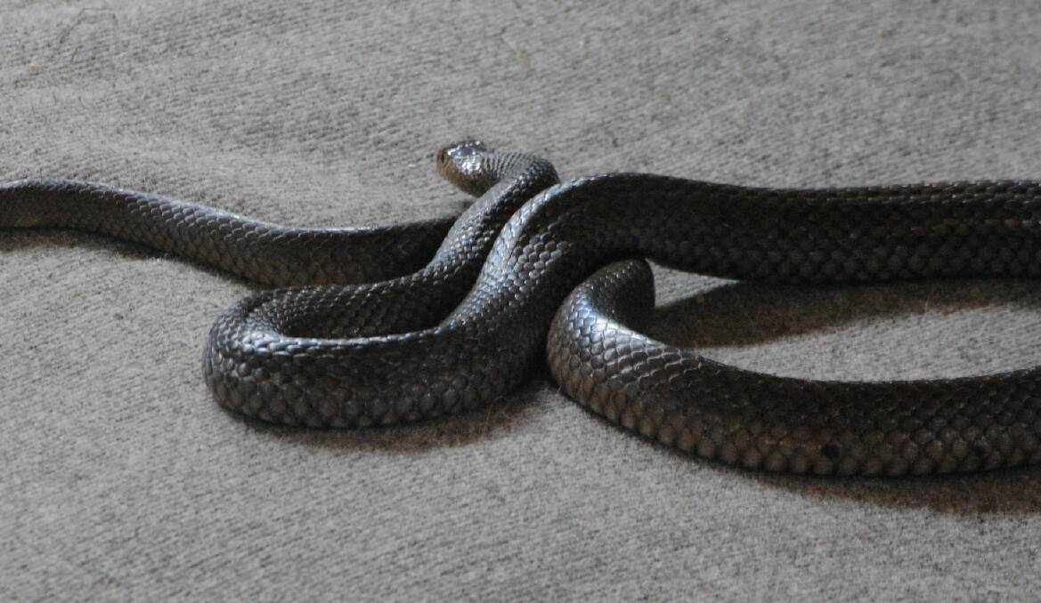 MORE PRESENT: Eastern brown snakes are the most common snakes in the Central West. FILE PHOTO