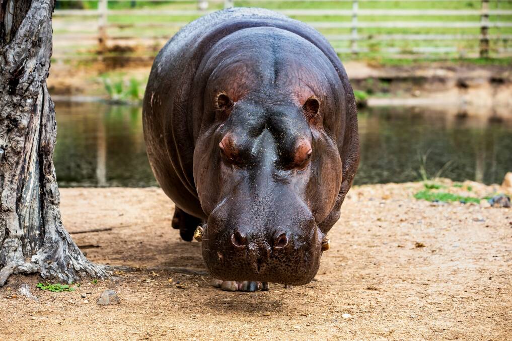 Mana was popular with anyone who did the hippo encounter. Photo: RICK STEVENS