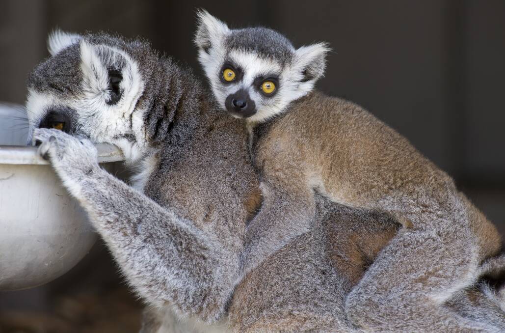 Images of the pair of ring-tailed lemur babies