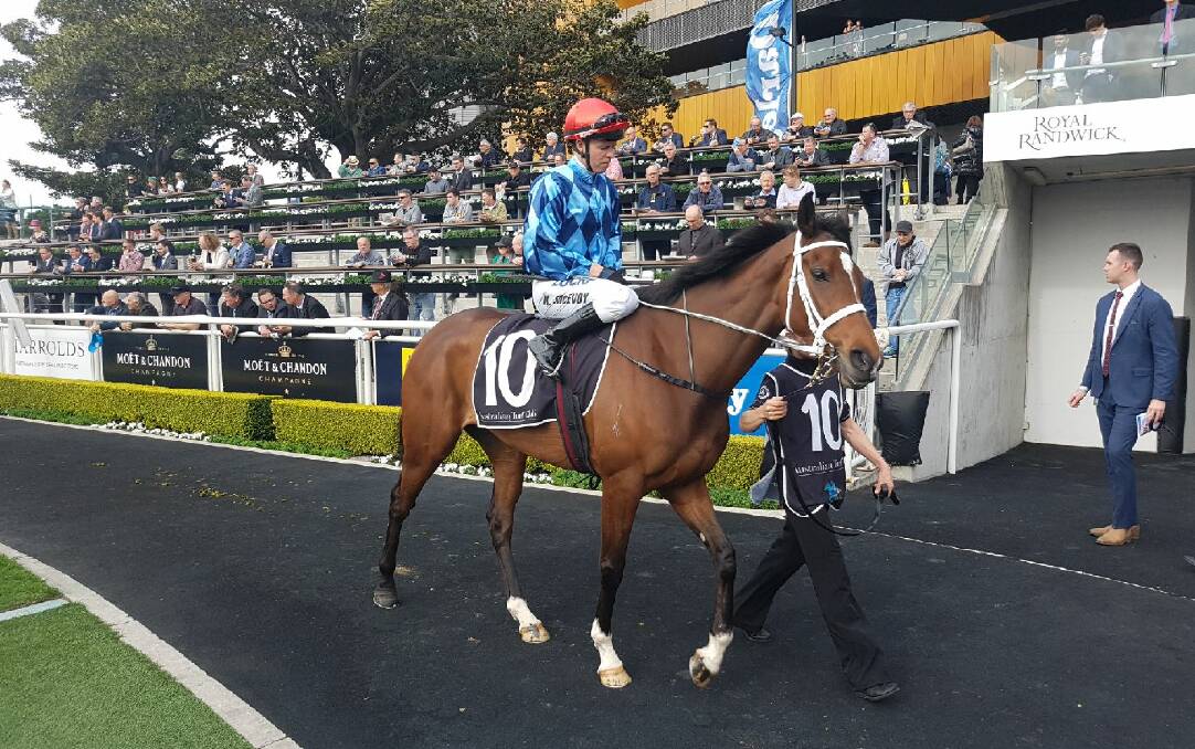 YOUNGSTAR: The mare, owned by Yass couple Greg and Jan Minahan, is favoured as one to beat in Melbourne Cup on Tuesday. Photo: supplied