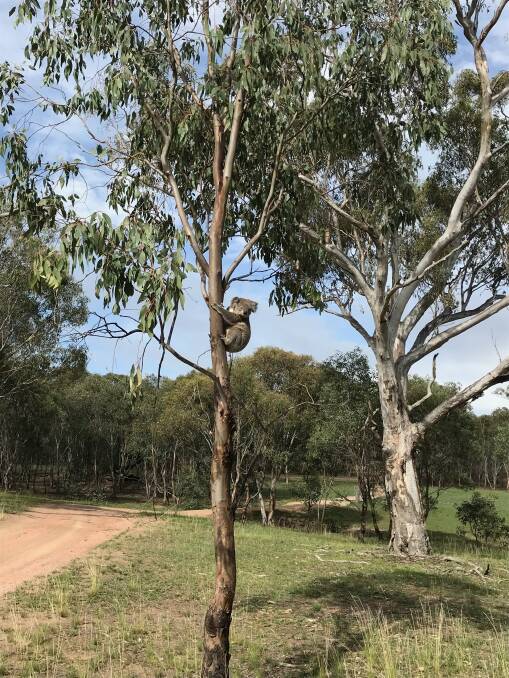 A koala photographed by Glenn Van Oosterum at Mossy Rock Road in 2018. Supplied