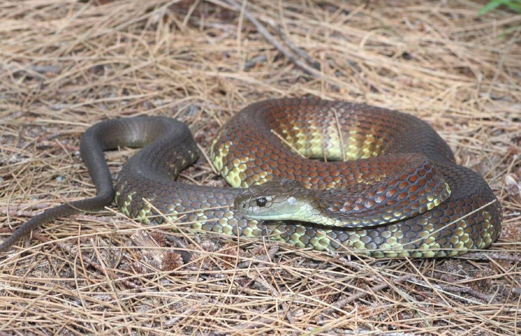 SLITHERING IN: The tiger snake that was found last week. Photo: SUPPLIED