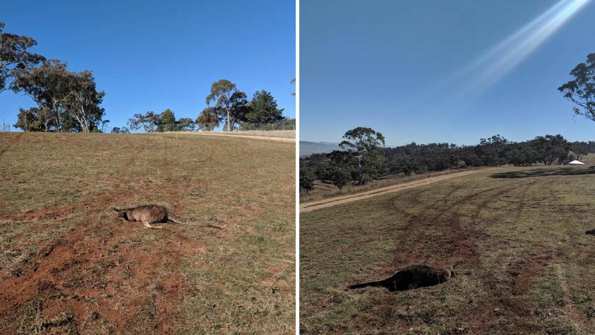 GRIM SIGHT: The site of the dead kangaroo atop Mount Panorama as discovered by Liam O'Dell last Sarturday. Photos: SUPPLIED