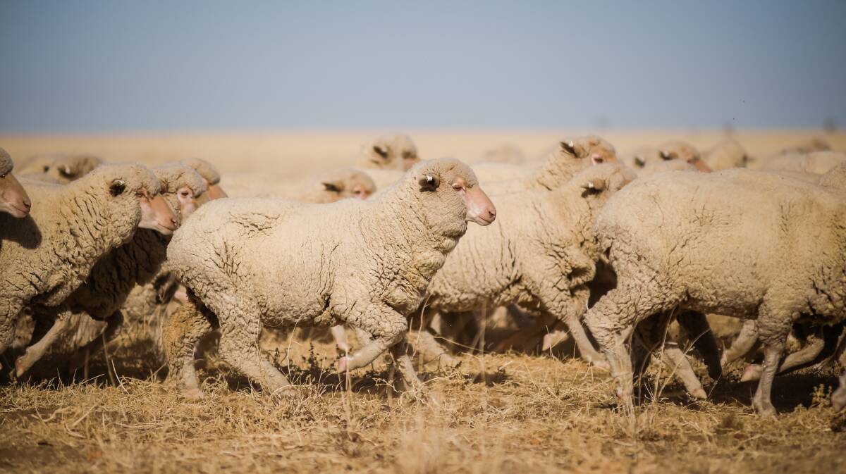 GONE: Hundreds of sheep died from anthrax poisoning in the Central West. Photo: KELLY BUTTERWORTH