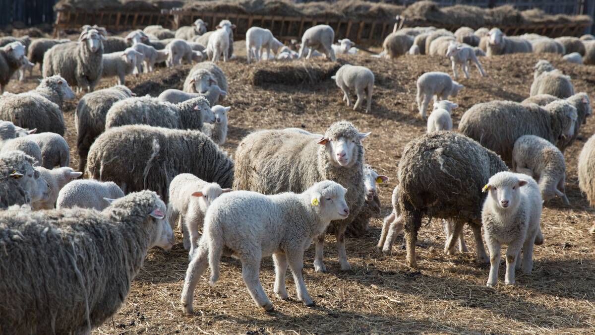 WARNING: A cold weather warning has been issued to graziers across the Central Tablelands, with potential loss of sheep and lambs. Photo: FILE