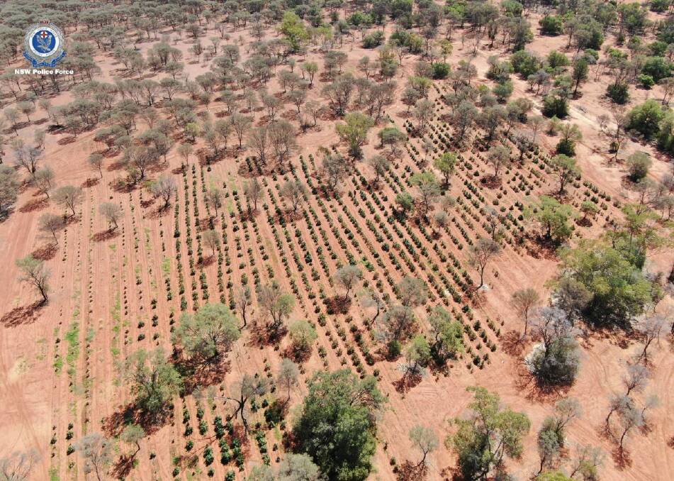 SEARCH WARRANT: Police seized 3020 cannabis plants worth more than $6 million from a property north of Cobar. Photo: NSW POLICE
