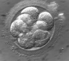 An embryo on day three of development.