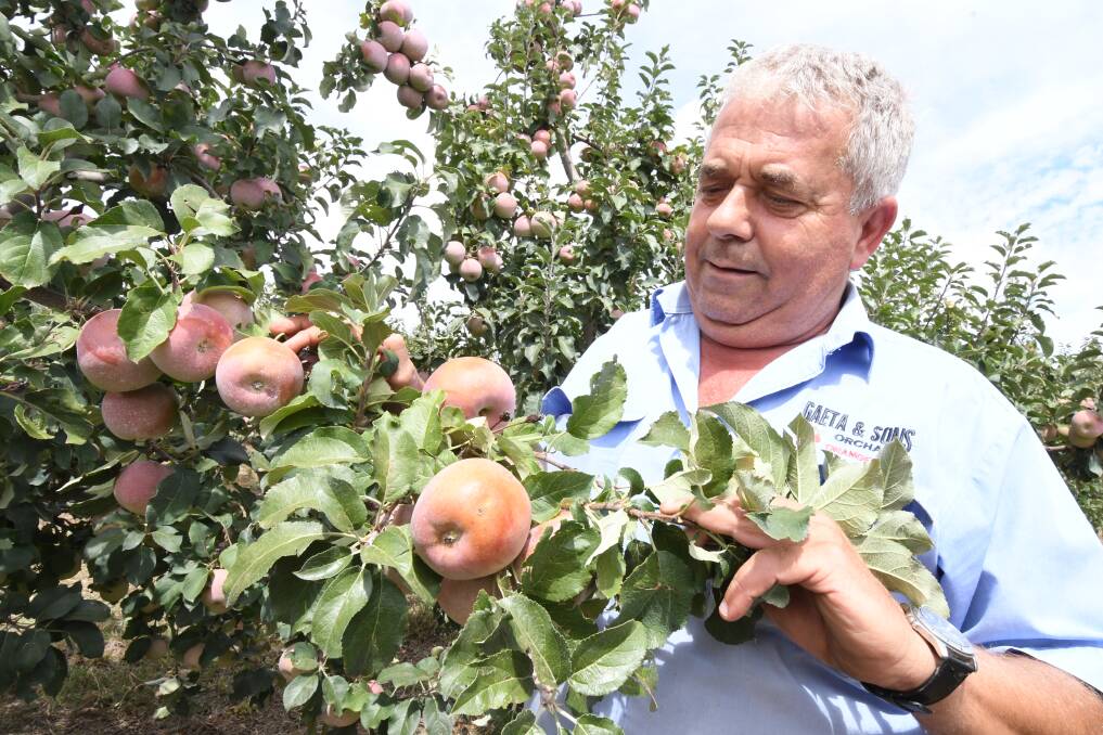 ORCHARD LOSSES: Orchardist Guy Gaeta has lost 30 per cent of his gala apple crop to sunburn. Photo: JUDE KEOGH