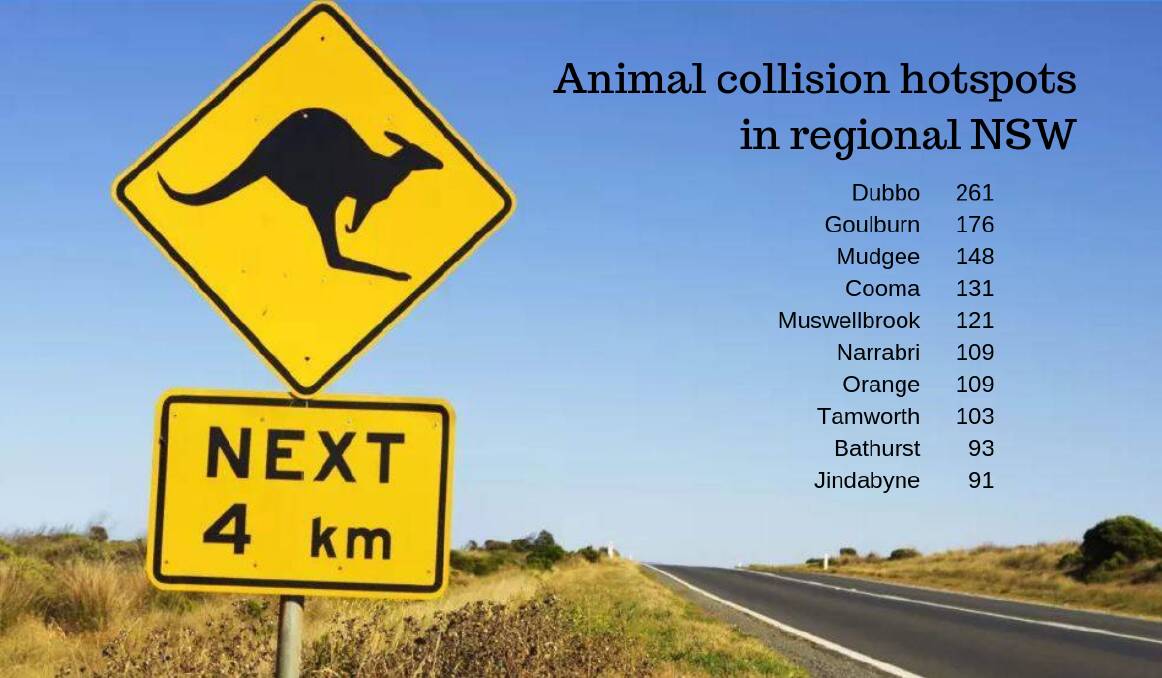 'Winter is the riskiest time': Kangaroos add to region's hotspot crash tally